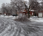 Ice Storm Downed Trees, Vaughan-2