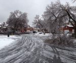 Ice Storm Downed Trees, Vaughan-3