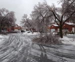 Ice Storm Downed Trees, Vaughan-4