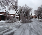 Ice Storm Downed Trees, Vaughan-5