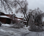 Ice Storm Downed Trees, Vaughan-6