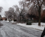 Ice Storm Downed Trees, Vaughan-7