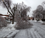 Ice Storm Downed Trees, Vaughan-8