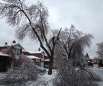 Ice Storm Downed Trees, Vaughan-9