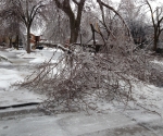 Ice Storm Downed Trees, Vaughan-10
