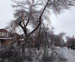 Ice Storm Downed Trees, Vaughan-11