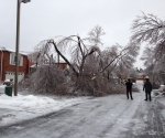 Ice Storm Downed Trees, Vaughan-12