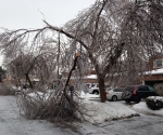 Ice Storm Downed Trees, Vaughan-13