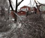 Ice Storm Downed Trees, Vaughan-14