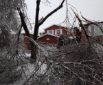 Ice Storm Downed Trees, Vaughan-15