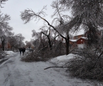 Ice Storm Downed Trees, Vaughan-16