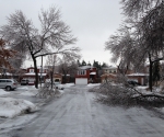 Ice Storm Downed Trees, Vaughan-17