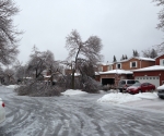 Ice Storm Downed Trees, Vaughan-18