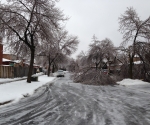 Ice Storm Downed Trees, Vaughan-19