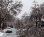 Ice Storm Downed Trees, Vaughan-20