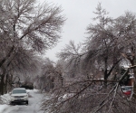 Ice Storm Downed Trees, Vaughan-21