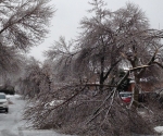 Ice Storm Downed Trees, Vaughan-22