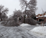 Ice Storm Downed Trees, Vaughan-23