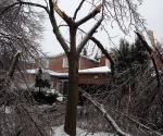 Ice Storm Downed Trees, Vaughan-24