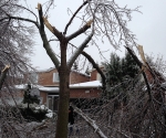 Ice Storm Downed Trees, Vaughan-25