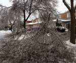 Ice Storm Downed Trees, Vaughan-26