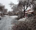 Ice Storm Downed Trees, Vaughan-27