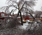 Ice Storm Downed Trees, Vaughan-28