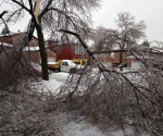 Ice Storm Downed Trees, Vaughan-29