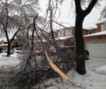 Ice Storm Downed Trees, Vaughan-30