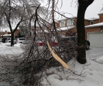 Ice Storm Downed Trees, Vaughan-31