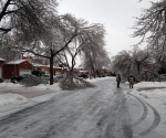 Ice Storm Downed Trees, Vaughan-32