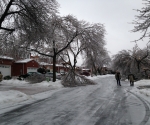 Ice Storm Downed Trees, Vaughan-33