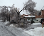 Ice Storm Downed Trees, Vaughan-34