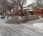 Ice Storm Downed Trees, Vaughan-35