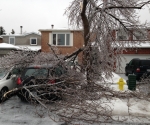 Ice Storm Downed Trees, Vaughan-36