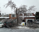 Ice Storm Downed Trees, Vaughan-37