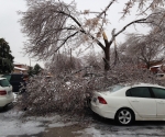 Ice Storm Downed Trees, Vaughan-39