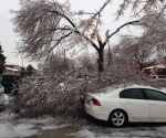 Ice Storm Downed Trees, Vaughan-40