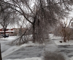 Ice Storm Downed Trees, Vaughan-41