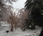 Ice Storm Downed Trees, Vaughan-42