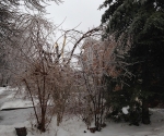 Ice Storm Downed Trees, Vaughan-43