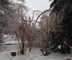 Ice Storm Downed Trees, Vaughan-44