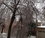 Ice Storm Downed Trees, Vaughan-45