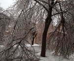 Ice Storm Downed Trees, Vaughan-46