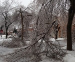 Ice Storm Downed Trees, Vaughan-47