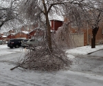 Ice Storm Downed Trees, Vaughan-48