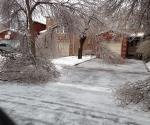 Ice Storm Downed Trees, Vaughan-49