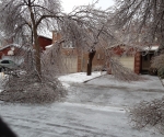 Ice Storm Downed Trees, Vaughan-50