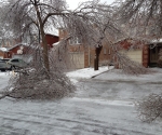 Ice Storm Downed Trees, Vaughan-51