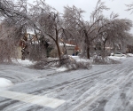 Ice Storm Downed Trees, Vaughan-52